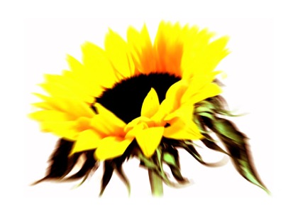 © Jenny Meehan DACS All Rights Reservedsunflower digital image by jenny meehan jamartlondon colourful flowerhead
