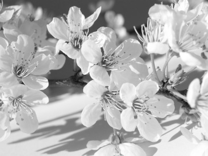 jenny meehan aka jennyjimjams photography blossom, spring flowers, cherry blossom images, floral photographs, nature photos 