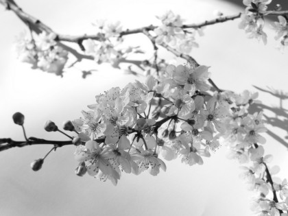 jenny meehan aka jennyjimjams photography blossom, spring flowers, cherry blossom images, floral photographs, nature photos 