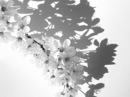 jenny meehan jamartlondon.com photography,great white cherry blossom, black and white image tree blossom, blossom flowers close up,great white cherry photograph image, 