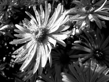 west dean gardens jenny meehan flora foliage jamartlondon